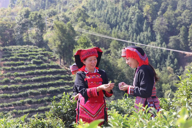 【勞模風采】“六堡葉子”托起瑤鄉(xiāng)振興夢——記全國勞動模范祝雪蘭